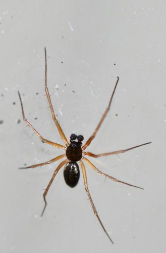 Réf. 275 954 : Tenuiphantes sp.